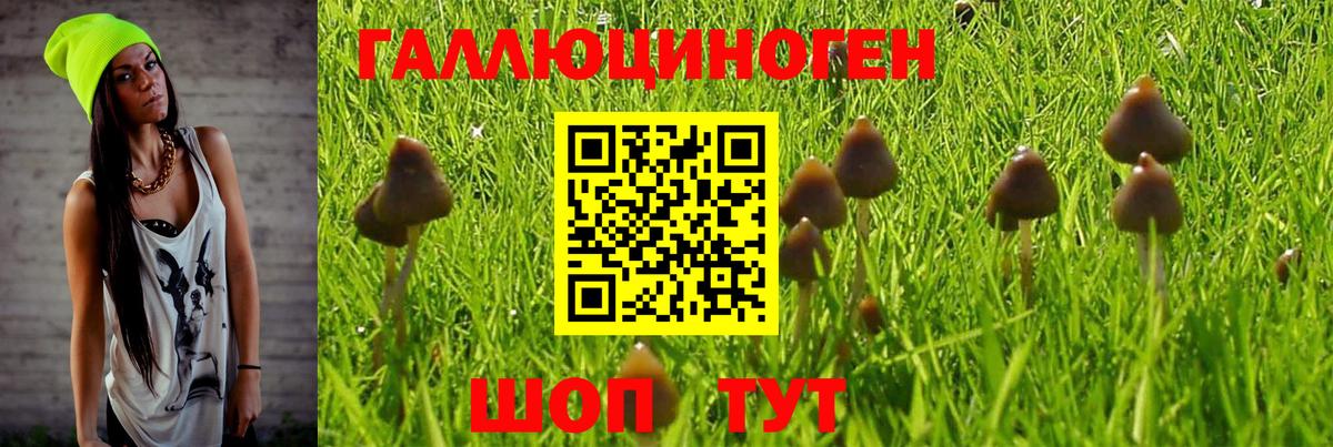 Галлюциногенные грибы Psilocybine cubensis Мурманск